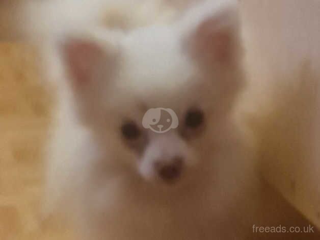 Blue and tan female pomeranian for sale in Denbigh/Dinbych, Denbighshire - Image 4