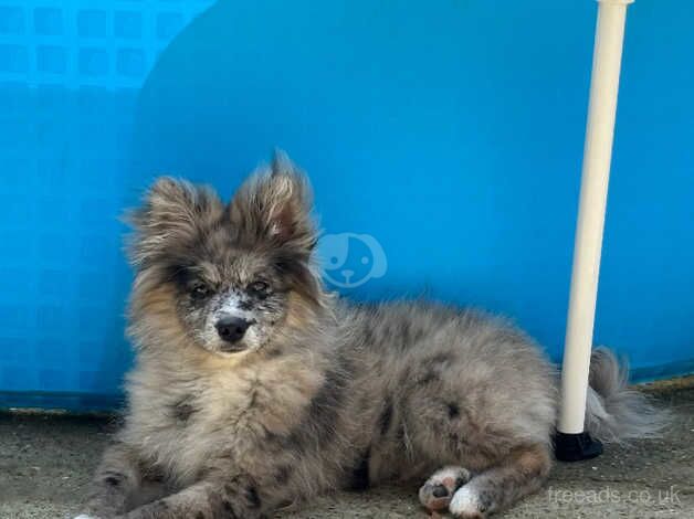 Blue merl male Pomeranian for sale in Crawley, West Sussex