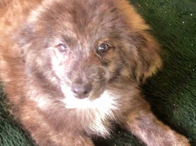 Blue Merle pom x fully vaccinated for sale in Staplehurst, Kent - Image 1