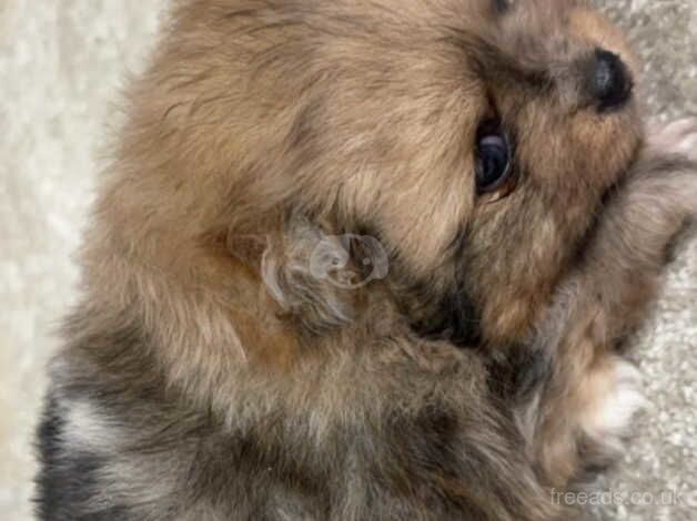 Blue Merle Pomeranian female for sale in Peterborough, Cambridgeshire - Image 4