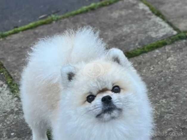 Boy Pom for sale in Liverpool, Merseyside - Image 1