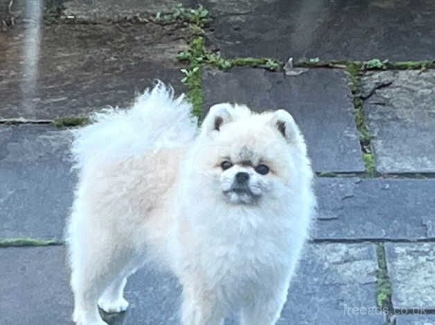 Boy Pom for sale in Liverpool, Merseyside - Image 2