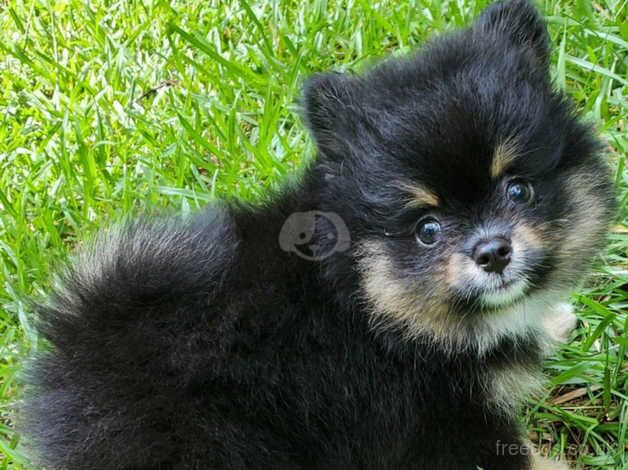 Brave, Snart, Heart-Melting Pomeranian puppies for sale in Luton, Devon