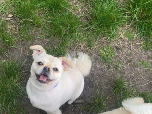 Buddy and Beau Pom x Pug brother and sister for sale in Wirral - Image 1