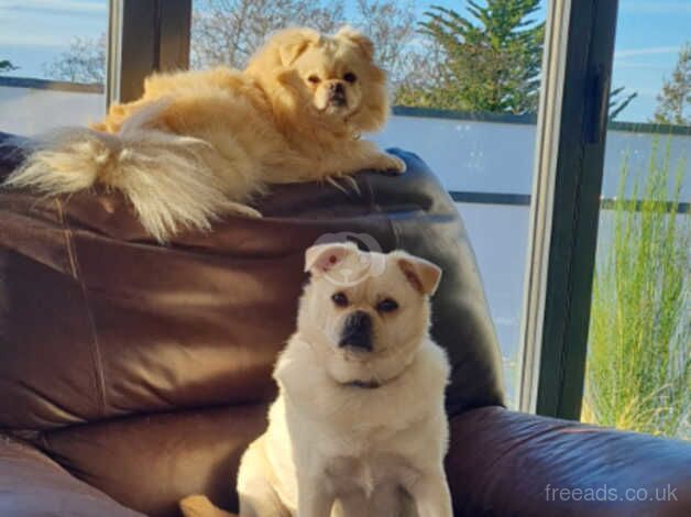 Buddy and Beau Pom x Pug brother and sister for sale in Wirral - Image 2