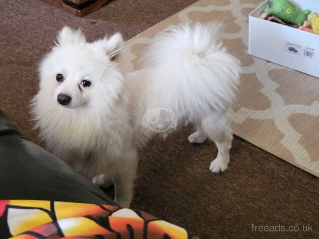 Bulgarian pure white pomeranian for sale in Leicester, Leicestershire