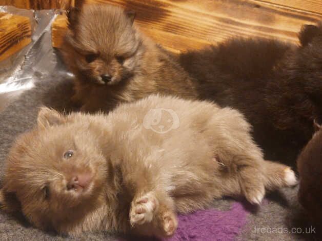 Champion Bloodline mother is CRUFTS QUALIFIED KC Reg Petite tea cup Pomeranian Puppies RARE COLOURS for sale in Doncaster, South Yorkshire - Image 1