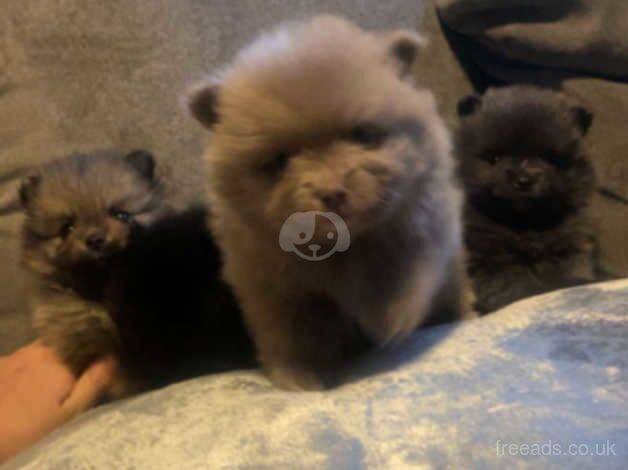 Champion Bloodline mother is CRUFTS QUALIFIED KC Reg Petite tea cup Pomeranian Puppies RARE COLOURS for sale in Doncaster, South Yorkshire - Image 2