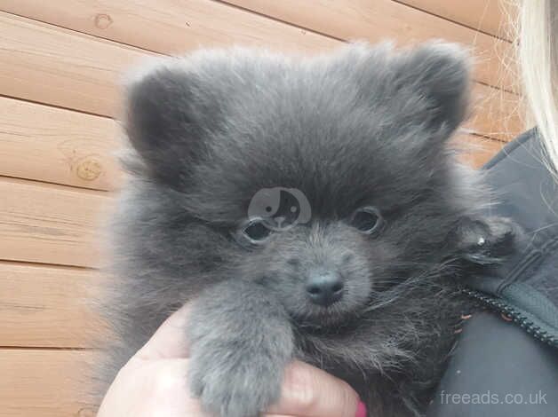 Champion Bloodline mother is CRUFTS QUALIFIED KC Reg Petite tea cup Pomeranian Puppies RARE COLOURS for sale in Doncaster, South Yorkshire - Image 4