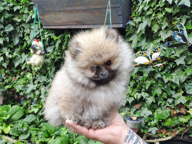 CHAMPION BLOODLINES KCreg teddybear poms for sale in Durham, County Durham - Image 1