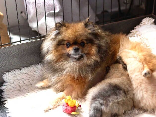 CHAMPION BLOODLINES KCreg teddybear poms for sale in Durham, County Durham - Image 4