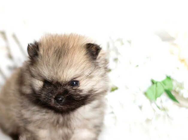 CHAMPION BLOODLINES KCreg teddybear poms for sale in Durham, County Durham - Image 5