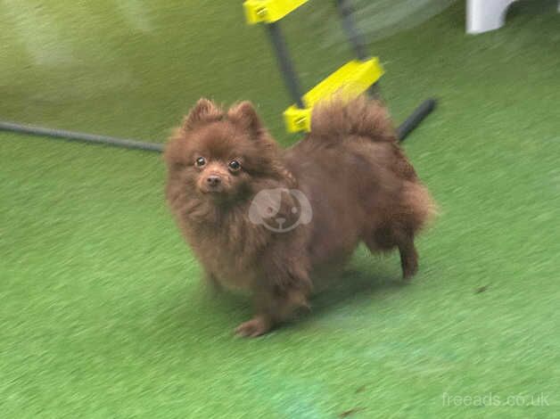 Chocolate adult Pomeranian for sale in Wellingborough, Northamptonshire