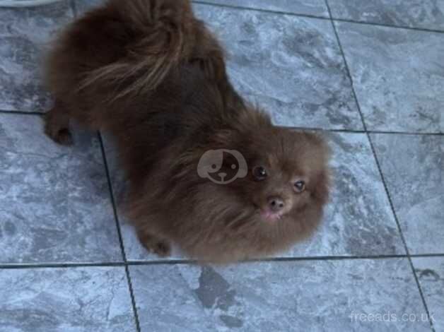 Chocolate adult Pomeranian for sale in Wellingborough, Northamptonshire - Image 2