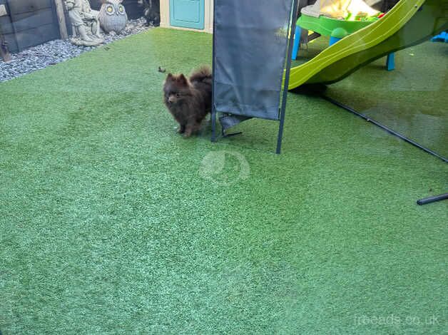 Chocolate adult Pomeranian for sale in Wellingborough, Northamptonshire - Image 3