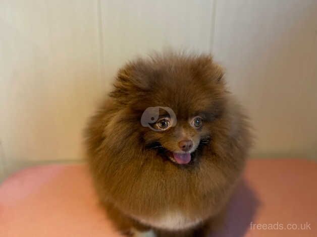 Chocolate parti female Pom for sale in Guildford, Surrey - Image 1