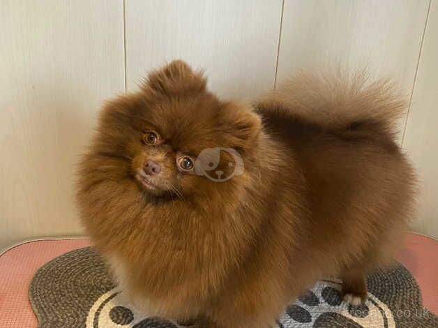 Chocolate parti female Pom for sale in Guildford, Surrey - Image 2