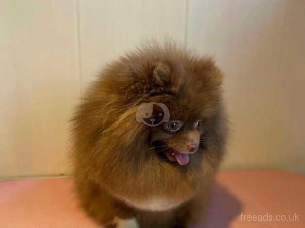 Chocolate parti female Pom for sale in Guildford, Surrey - Image 3