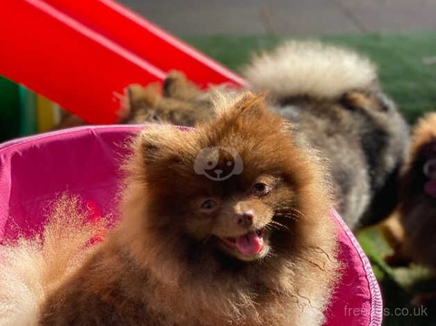 Chocolate parti female Pom for sale in Guildford, Surrey - Image 4