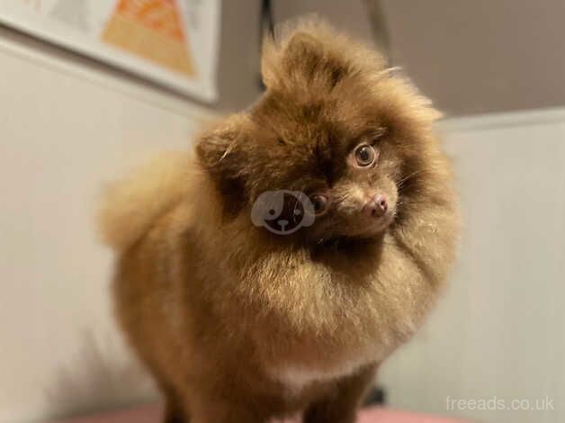 Chocolate parti female Pom for sale in Guildford, Surrey - Image 5