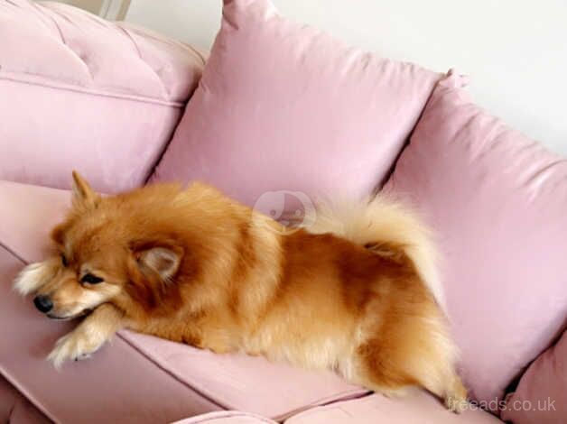 Co co 6 year old Pomeranian for sale in Barnsley, South Yorkshire