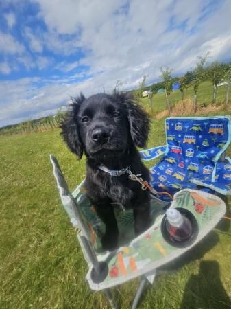 Cocker spaniel x pomeranian male pup for sale in Grimsby, Lincolnshire