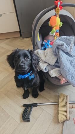 Cocker spaniel x pomeranian male pup for sale in Grimsby, Lincolnshire - Image 2