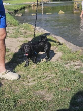 Cocker spaniel x pomeranian male pup for sale in Grimsby, Lincolnshire - Image 4