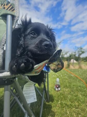 Cocker spaniel x pomeranian male pup for sale in Grimsby, Lincolnshire - Image 5