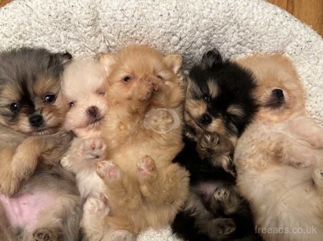 Colourful litter of white, black/tan, Merle, cream and orange for sale in Lanark, South Lanarkshire