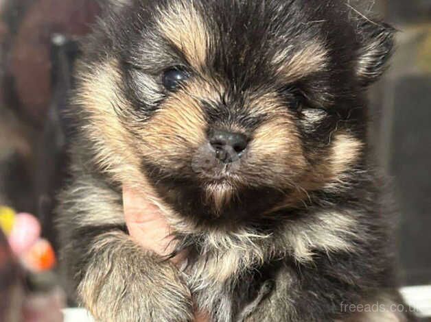 Cute teddy bear face Pomeranian puppy's for sale in Harlow, Essex