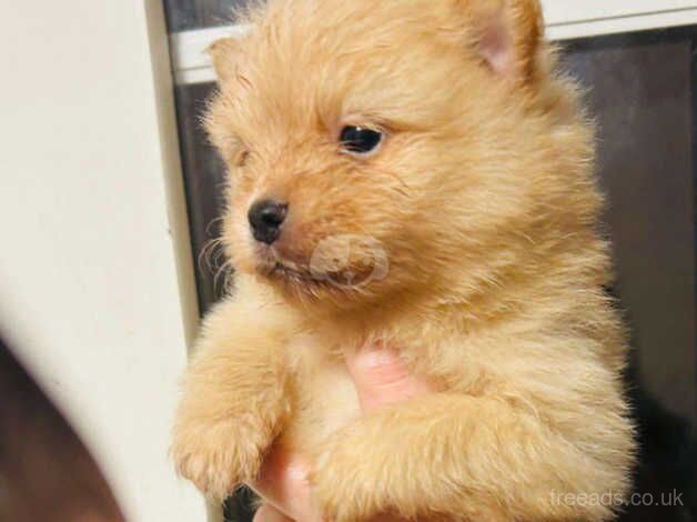 Pomeranians for sale in Harlow, Essex