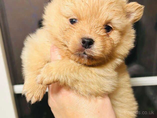 Pomeranian Puppies for sale in Essex