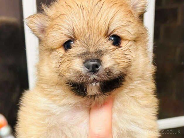 Pomeranian Puppies for sale