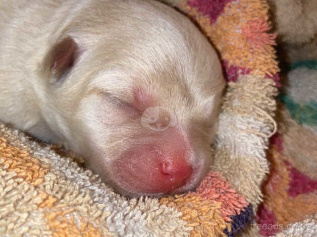 designer puppies chowmanians x chihuahua for sale in Witham, Essex