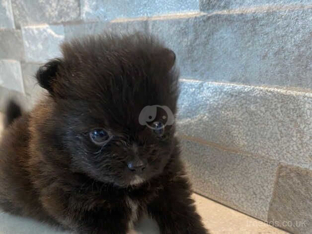 Double Coatd Russian Poms for sale in Liverpool, Merseyside