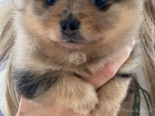 Double Coatd Russian Poms for sale in Liverpool, Merseyside - Image 2