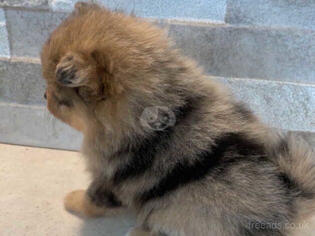 Double Coatd Russian Poms for sale in Liverpool, Merseyside - Image 3