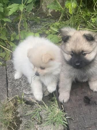 Due to cancellation two little girl Pomeranian pups now ava for sale in Glossop, Derbyshire