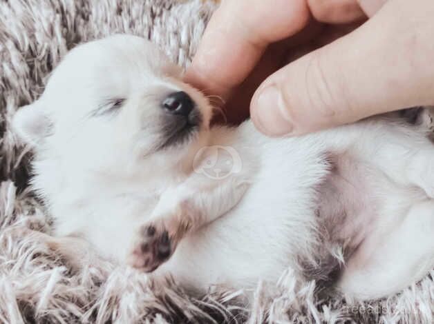 Exclusive white pomeranians (with pedigree traced to 1930-s) for sale in Cardiff/Caerdydd, Cardiff - Image 1