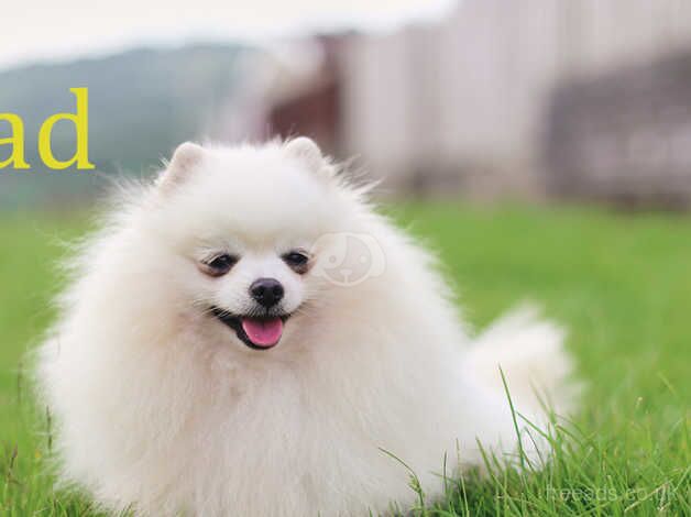 Exclusive white pomeranians (with pedigree traced to 1930-s) for sale in Cardiff/Caerdydd, Cardiff - Image 2