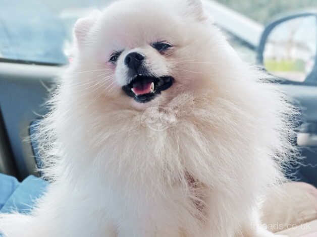 Pomeranian Puppies for sale