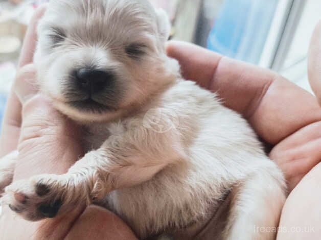 Exclusive white pomeranians (with pedigree traced to 1930-s) for sale in Cardiff/Caerdydd, Cardiff - Image 5