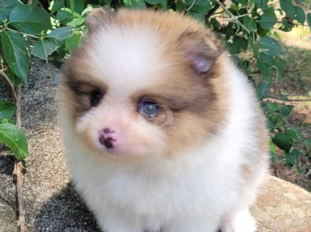 Extra trained, smart, socialized Pomeranian puppies for sale in Darlington, County Durham