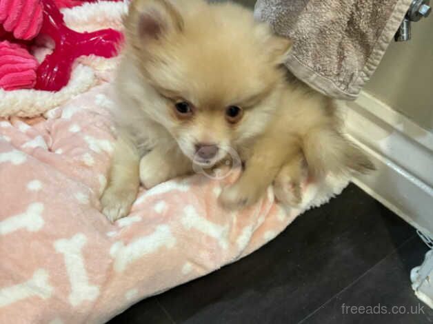 Female 12 weeks old pomeranian for sale in Stafford, Staffordshire