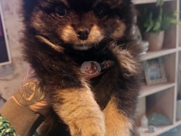 Female black and tan pomeranian for sale in Clitheroe, Lancashire