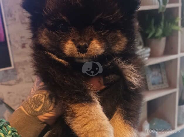 Female black and tan pomeranian for sale in Clitheroe, Lancashire - Image 2