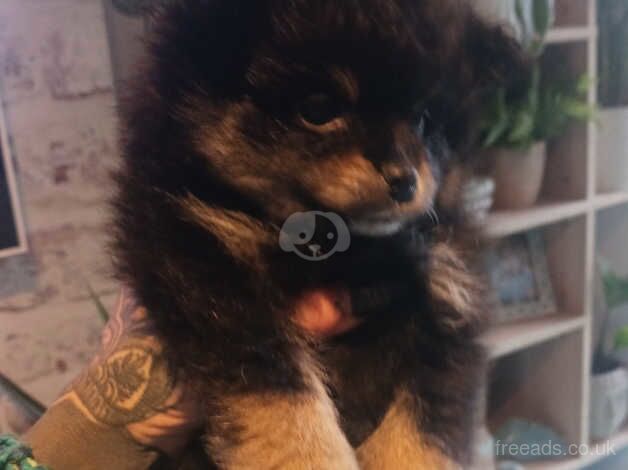 Female black and tan pomeranian for sale in Clitheroe, Lancashire - Image 3