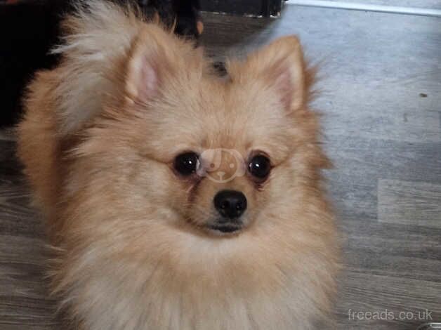 Female cream colour pomeranian for sale in St. Columb, Cornwall