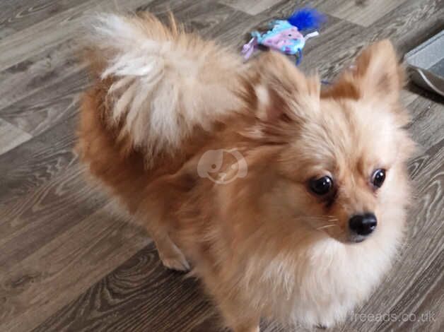 Female cream colour pomeranian for sale in St. Columb, Cornwall - Image 2